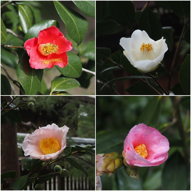 この時期は椿との共演です。