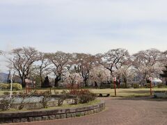 桂城公園のソメイヨシノはだいぶ散っていますが、八重紅枝垂桜は満開