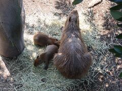 伊豆シャボテン動物公園