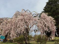 満開の八重紅枝垂桜