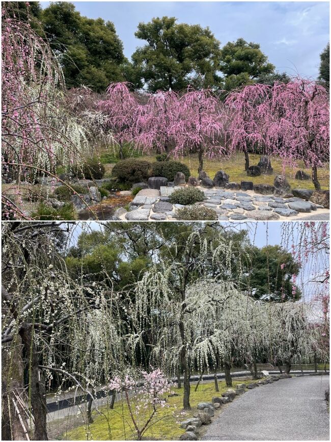 おー、既に良い感じで咲いていますね。<br /><br />https://youtu.be/dX09S-Uue-0