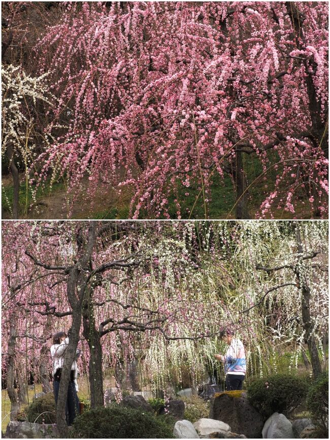 しだれ梅は本当にきれいですよね！桜よりも品があり、かつ香りも素敵です。