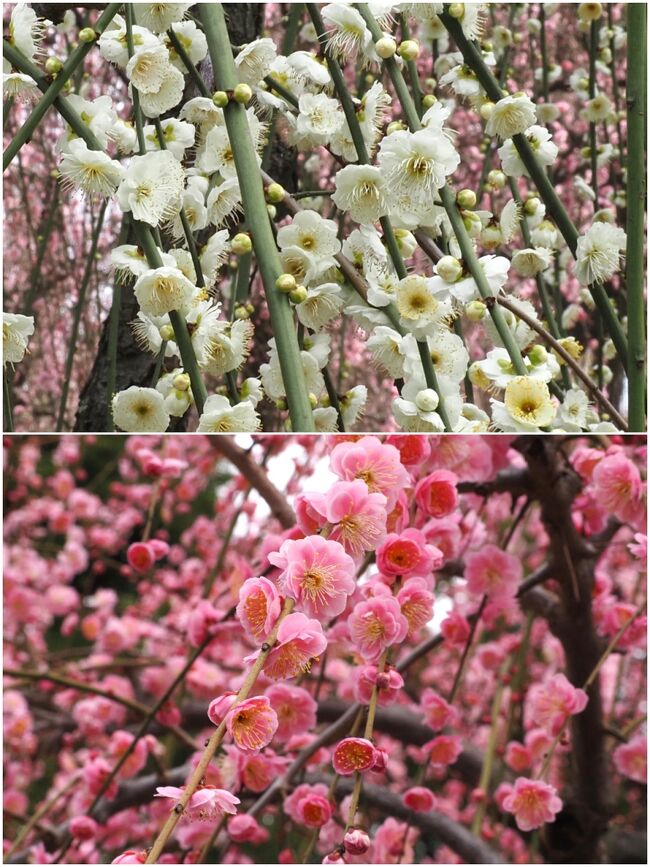 花もかわいらしいです。