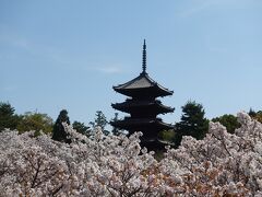 さあ、次は御所桜です。
これぞ仁和寺、という絶景！