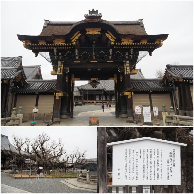 朝食後は市内散策も兼ねて「西本願寺」までウォーキング。<br />正面北側の「阿弥陀堂門」を入ると、「本願寺のイチョウ」が現れます。