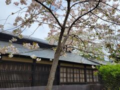 出会ってすぐ角館へ向かいました。駅前のJRフォルクローロ角館に宿泊するのでホテルの駐車場を使わせてもらいます。
駅前の仙北市観光情報センターで武家屋敷のマップと周り方を教えてもらいました。
まずはたてつ家の日本庭園。桜は満開でした！