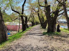 桧木内川に行ってみました。
ここは国の名勝指定２キロの桜のトンネルだそうですが桜はほとんど散っていました。