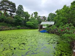 鍋島松濤公園
鍋島家が紀伊徳川家の下屋敷の払い下げを受け、明治9年に茶園を開いて「松濤」の銘で茶を売り出しました。
茶園が廃止されたあと児童遊園となり昭和7年に東京市に寄贈された後、渋谷区に移管。
しかし、この藻の量、綺麗とは思えない。
水車もあるけど回っていませんでした。

