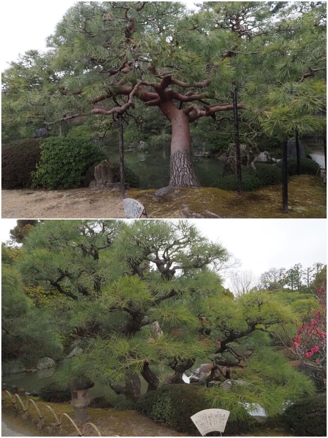 「赤松」と「黒松」