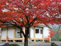 石段を降りてきて、己高閣・世代閣を見学します。
写真は世代閣です。
コンクリート造りの面白味のない建物なので、建物前の紅葉をメインに撮ってました。
己高閣も同じような建物なので、写真は撮っていません。
まぁ、己高閣・世代閣とも大事なのは建物ではなく、展示されている鶏足寺や戸岩寺の文化財なので。

中に入ると鶏足寺・戸岩寺の仏像・神像が展示されています。
係員の方はいますが、仏像や神像はガラスケースに収められておらず、間近で見ることができます。
流石に奈良・平安期の像はかなり破損していますが、却ってそれが像が経てきた歴史の長さを感じさせ、文化財としての価値を高めているようにも感じました。
十一面観音立像や薬師如来立像、魚藍観音立像、七仏薬師如来、十所権現神像、薬師十二神将立像などの仏像・神像が多く展示されており、非常に見応えがありました。
十所権現神像の1つである日吉大宮はまんま猿の像で、当時から猿神として崇められていたことも判ります。
係員の方も丁寧に説明してくださり、面白く見学できました。

なお、己高閣・世代閣とも写真撮影は禁止です。