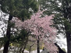 五百羅漢僧が納められている報恩寺。山門の桜はまだ花を湛えていた。