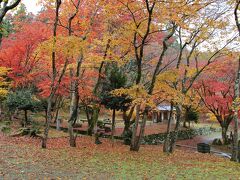遊歩道を歩いてくると、紅葉が綺麗な開けた場所に出ました。
こちらが鶏足寺の参道です。