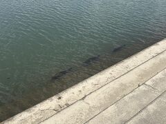 乙川沿いを歩いていたらジェットストリームアタックを練習中の鯉に遭遇