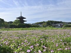　　　　　　　　法起寺とれんげ畑