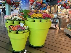 オランダの空港に到着
やはりチューリップだらけ