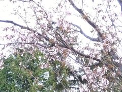 　4月28日、士別のつくも公園に行きました。エゾヤマザクラがきれいに咲いていました。桜前線が塩狩峠を越えてやって来ました！