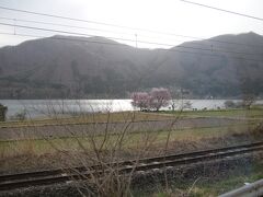 青木湖と桜