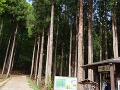 翌日は上越方面に向かい、松代の美人林へ。散策路の入り口は人工林ですが、一歩中に踏み入ると、ブナ林があります