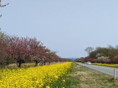 大潟村の中央に位置するサクラと菜の花ロード。
何とか若干サクラが残っていたエリアでもこんな様子。