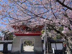 白石城近くの常林寺の桜が満開だと聞き、行ってみました。