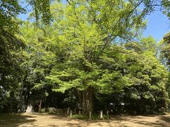 港区の天然記念物のイチョウの木。
樹齢はなんと450年以上だとか。