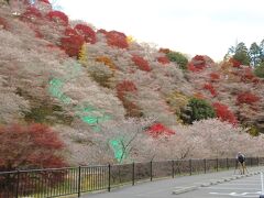 3日目は四季桜と紅葉のコラボレーションを見るために旧小原村、現在の豊田市小原地区に向かいました。
なお、車で走ってみて判りましたが、小原地区の山はほぼ四季桜が咲いてるんですね。
４１９号線を北から入ったのですが、小原に入ってからこちらに着くまでの間に、四季桜と紅葉をそこら中で見かけました。
結構、そちらの写真を撮っている方も多かったです。

こちらは川見四季桜の里です。
４１９号沿いに駐車場があるのですが、紅葉の時期はシャトルバス専用のスペースとして利用されるようで、自家用車は停められないようになっていました。
こちらから少し坂を下ったところに上仁木駐車場があり、午前8時（9時だったかな？）まで無料とのことだったので、そちらに駐車しました。
なお、豊田市駅前から路線バスも出ていて、そちらは上仁木駐車場近くの上仁木バス停まで来ます。
紅葉の時期はシャトルバスか、路線バスを使う方が良いでしょう。
あと、小原地区は基本的に山の中なので、ルートによってはずっと上り坂を進むことになります。
こちらが最高地点なので、こちらから観光を始めると良いと思います。
柿ケ入り遊歩道、四季桜公園、小原ふれあい公園というルートならほぼ下りになるので。

川見四季桜の里は、恐らく小原地区で最も多く四季桜が植えられている場所だと思います。
この日の朝は雲が多く、陽が遮られてしまって景色が少々くすんでいますが、それでも四季桜と紅葉の組み合わせは見事でした。
ただ残念ながら、2023年6月の豪雨で一部の斜面が崩れてしまい、遊歩道を散策することが出来なくなっていました。
ちょうど、シートで覆われている個所です。