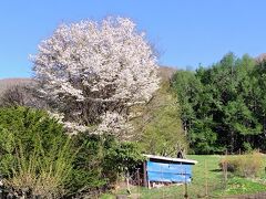 乗鞍高原は、桜が見頃です。