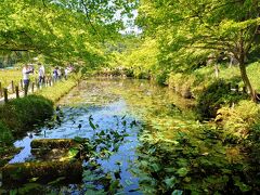 初めて訪れましたが、池の形は長方形かな…