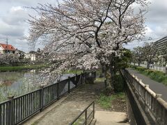 市川桜スタートです。
まずは市川大野にあるこざと北公園からです。
