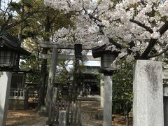 白幡天神社の桜です。