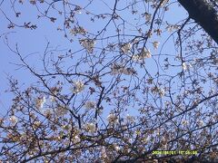 で4月に入ると同時に、今春の後半旅へとしゅっぱとです。

本年の香流川の桜は、この程度で見納めでござる…。