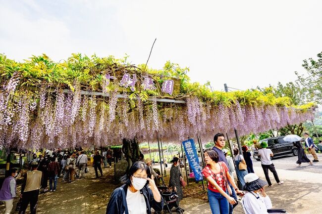 ☆佐藤大農園の嫁ページ②☆ 加温栽培 佐藤錦2Lサイズ 500g木箱詰: フルーツ(果物)・野菜