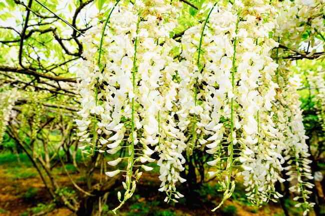 ☆佐藤大農園の嫁ページ②☆ 加温栽培 佐藤錦2Lサイズ 500g木箱詰: フルーツ(果物)・野菜