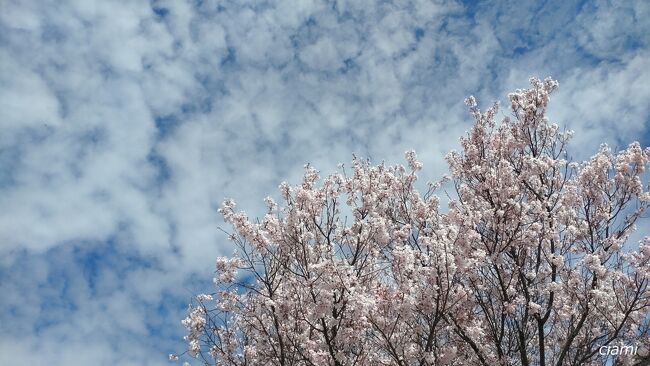 うすいピンクに、