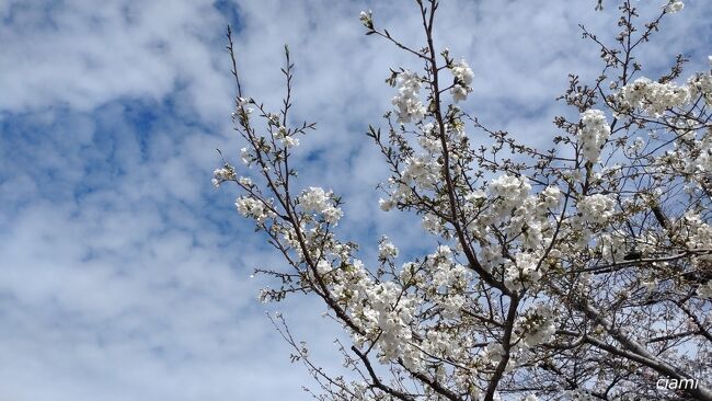 それから白い桜。