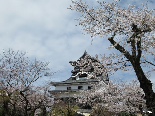 桜と天守♪