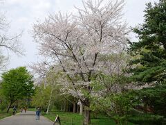 ひょんなことから、別日５／４日に再び「百合が原公園」へ

桜まだ散ってなかった～。