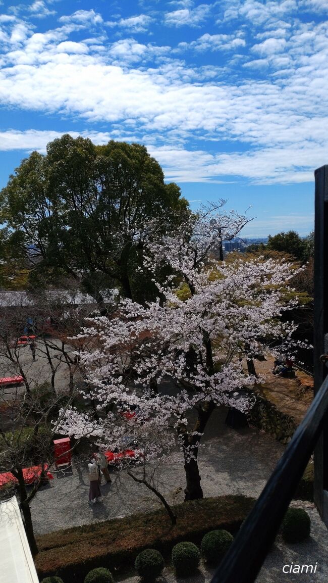 桜の下の緋毛氈。<br /><br />おいしい和菓子食べて、お抹茶いただきたい。