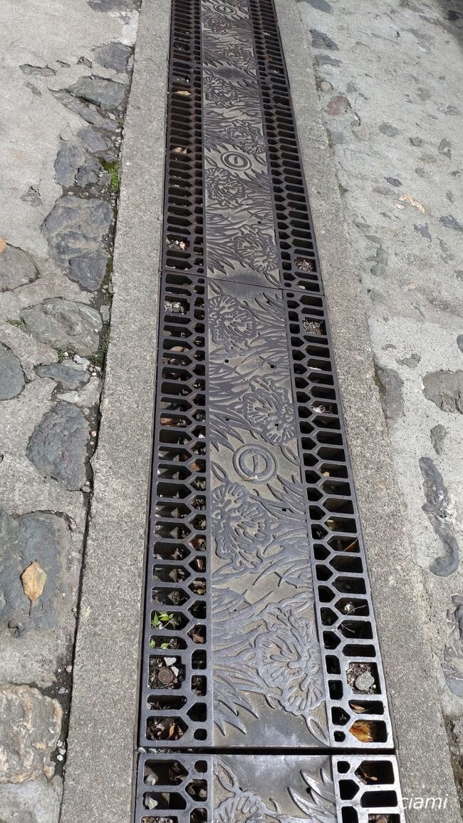 これ、菖蒲？　アヤメ？