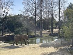 入場した西門近くに、アフリカ園がありました。

ゾウとキリン、シマウマの間に大きな柵がありません。全ての動物を同時に見渡すことができる展示方法に驚きました。