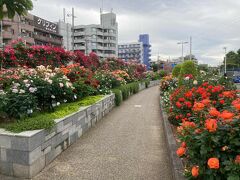 生田緑地ばら苑は、5/9から開園だけど、府中街道沿いのばら苑アクセスロードのバラは見頃