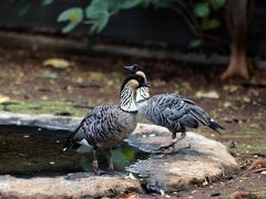 動物園、順路の最初は鳥が中心。
まだ元気なのでしっかり見る（笑）

ハワイの国鳥だというネネ（ハワイガン）。
可愛い。