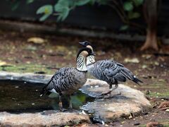 動物園、順路の最初は鳥が中心。
まだ元気なのでしっかり見る（笑）

ハワイの国鳥だというネネ（ハワイガン）。
可愛い。