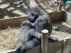 "京都市動物園" で弟ゴリラの成長を確認