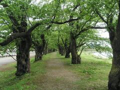 桧木内川堤の桜並木