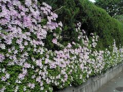 少し歩くと桜山神社の池垣の躑躅も綺麗に咲いていました