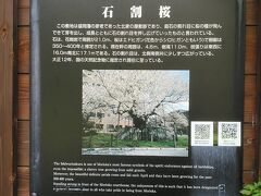 石割桜は大正12年に国の天然記念物に指定され樹齢400年くらいだそうです