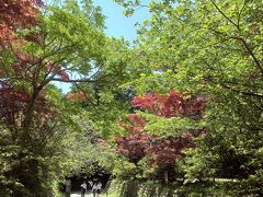 源氏山公園内を通過、わかりにくいがりんごのような白い花が咲いていてきれい。11：31