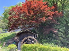 ホテルからは歩くと25分ほどかかるが、芝桜の見頃で混雑しているので、車ではなく歩いて向かう

牧水の滝のところから公園エリアに入った
ノムラモミジだろうか、濃い赤のもみじに新緑のコントラストが眩しい

この辺りから階段が急
ベビーカーなどを持っている人や足腰に不安がある人は大変そうだったので、調べていなかったが他にルートがあるなら検討した方がいいだろう