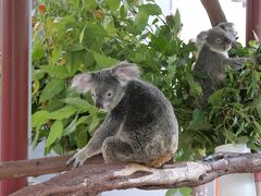 時間が無くなってしまったので、キュランダ・コアラ・ガーデンだけ行くことにしました。
ここでは１０匹ほどのコアラを見ることができます。
オリもガラスもないので、触れそうな近さで見られました。